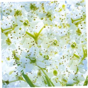 L'Occitane Reine Des Pres Illuminating Lotion      200ml(Facial Lotion and Spray) für Frauen